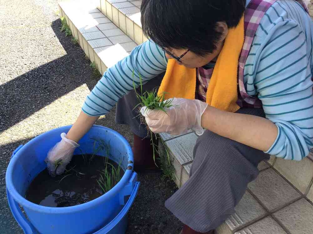 田植えです。