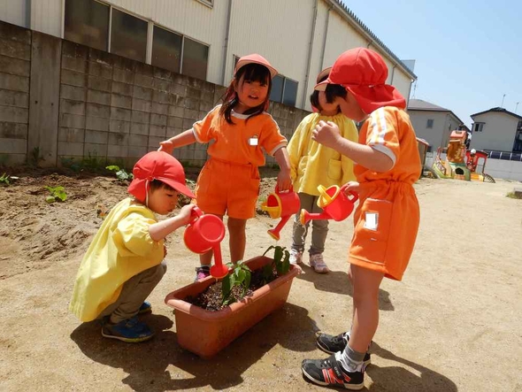 野菜の苗を植えました！（パート２）