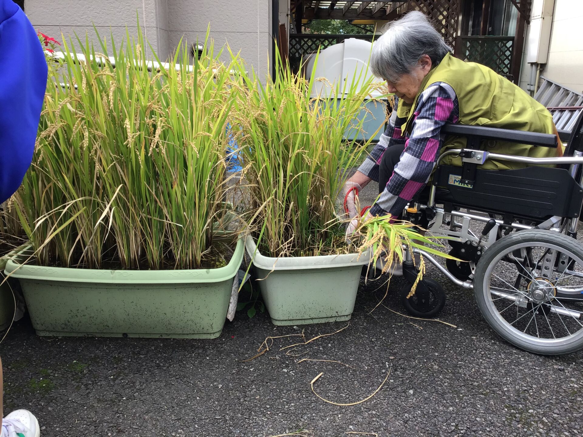 稲刈りをしました。