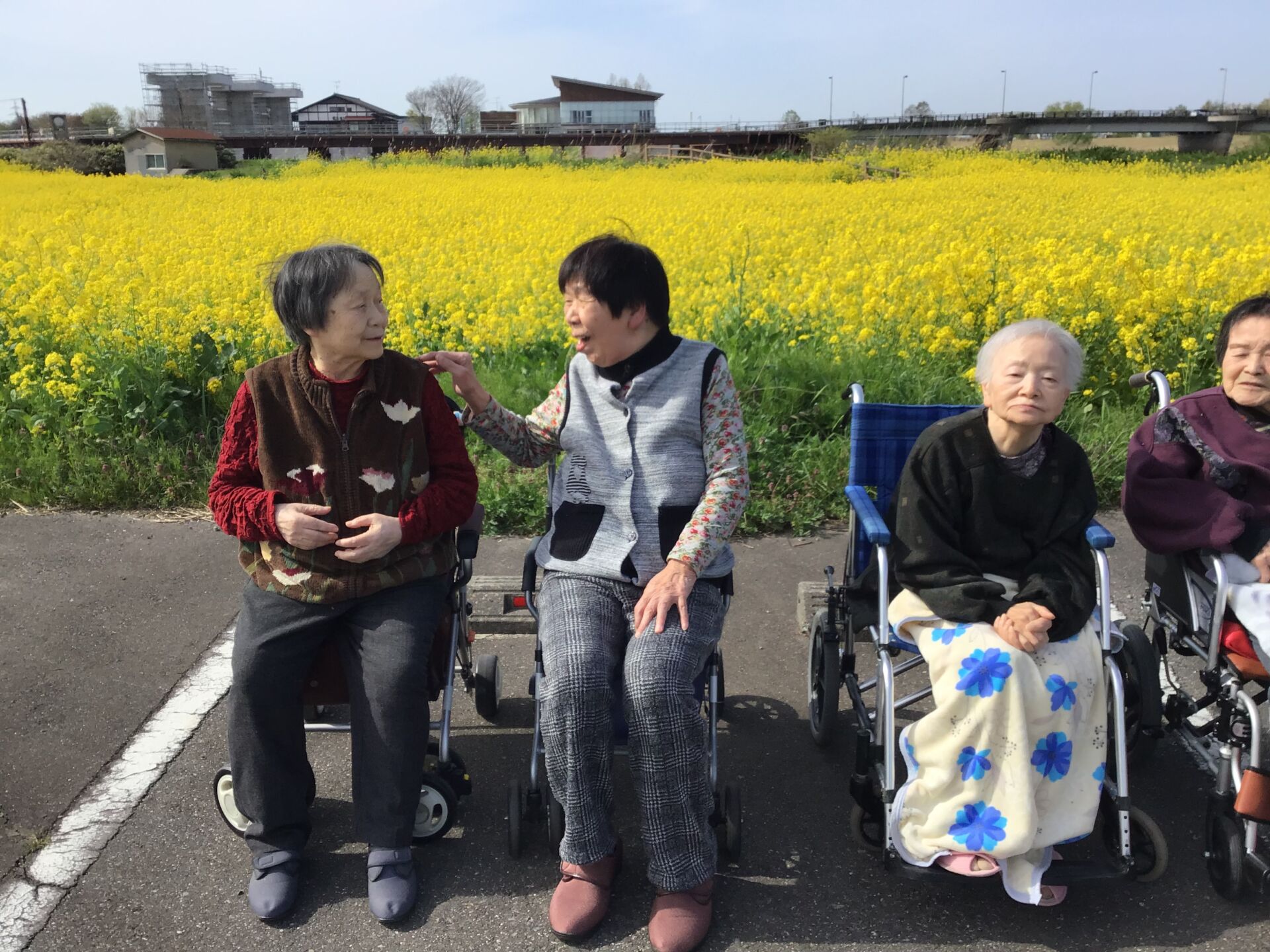菜の花を見に行きました。