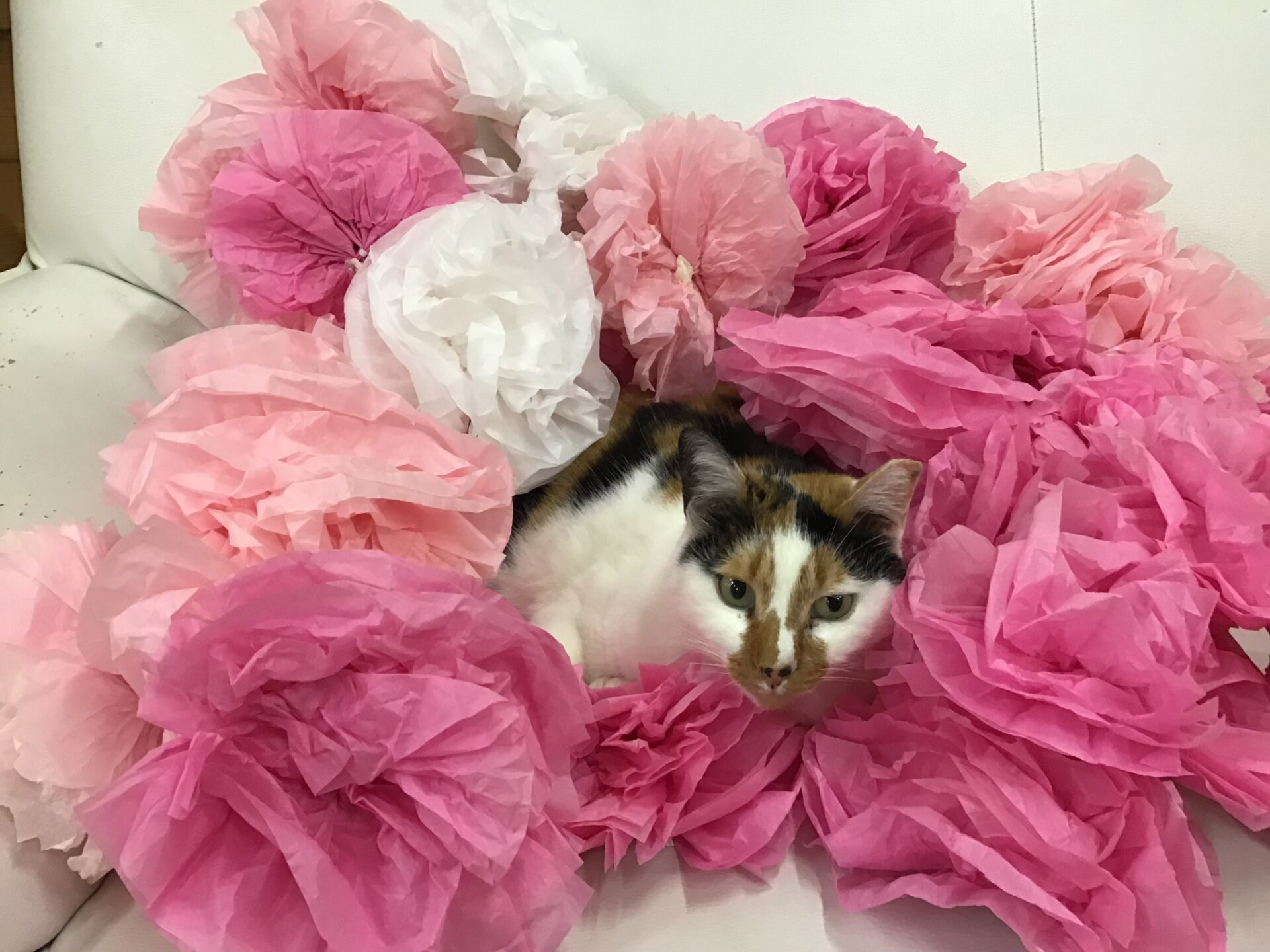 お花の中の猫？