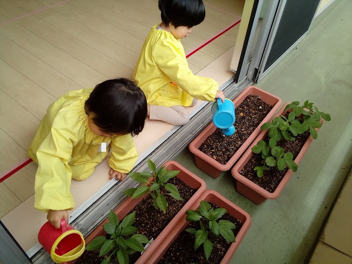 野菜の種や苗を植えました!
