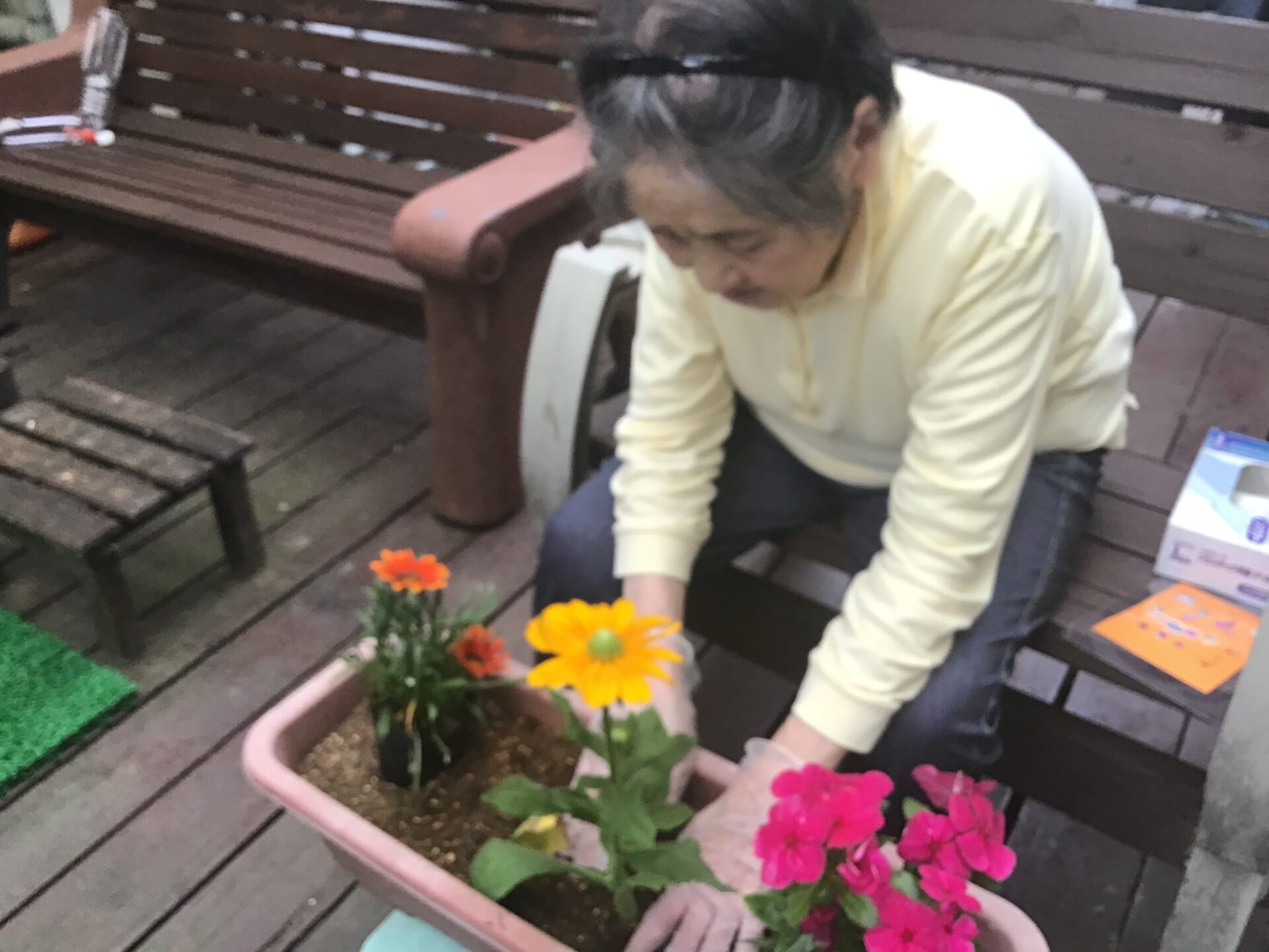 玄関の花を植えました。