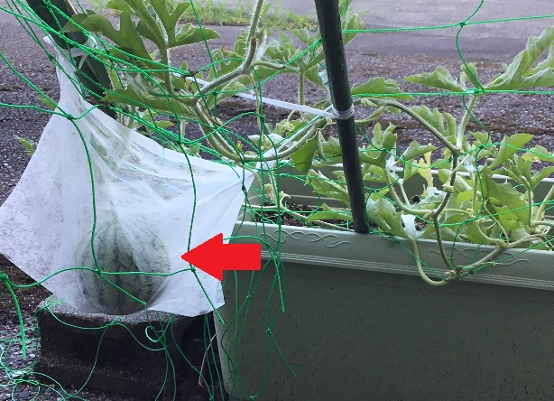 立派に実っています
