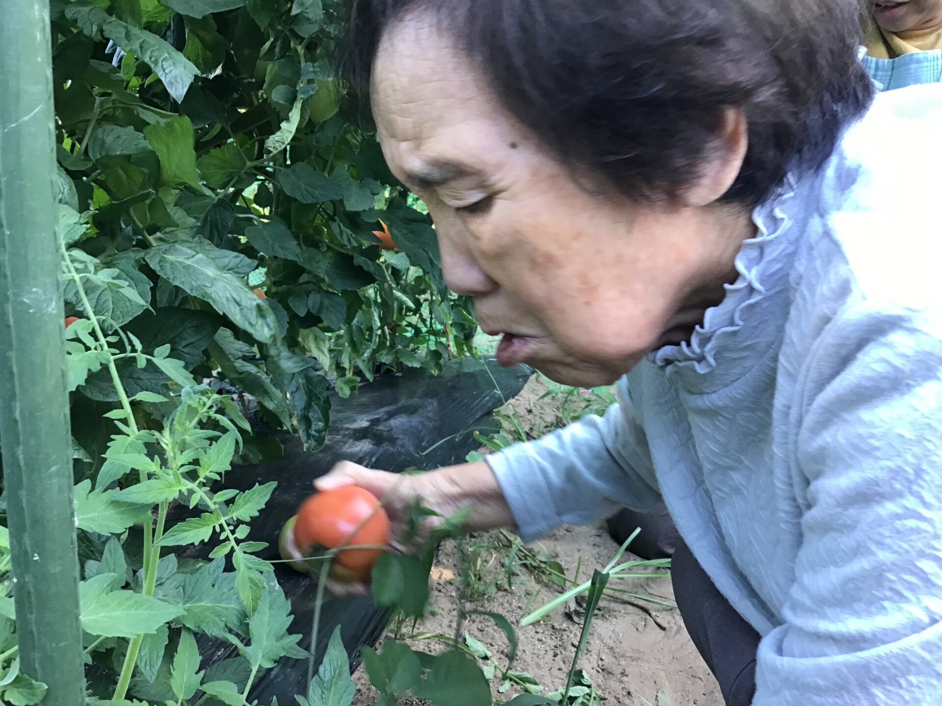 トマトの収穫