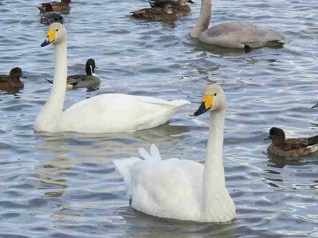 寒くなってきて…🦢