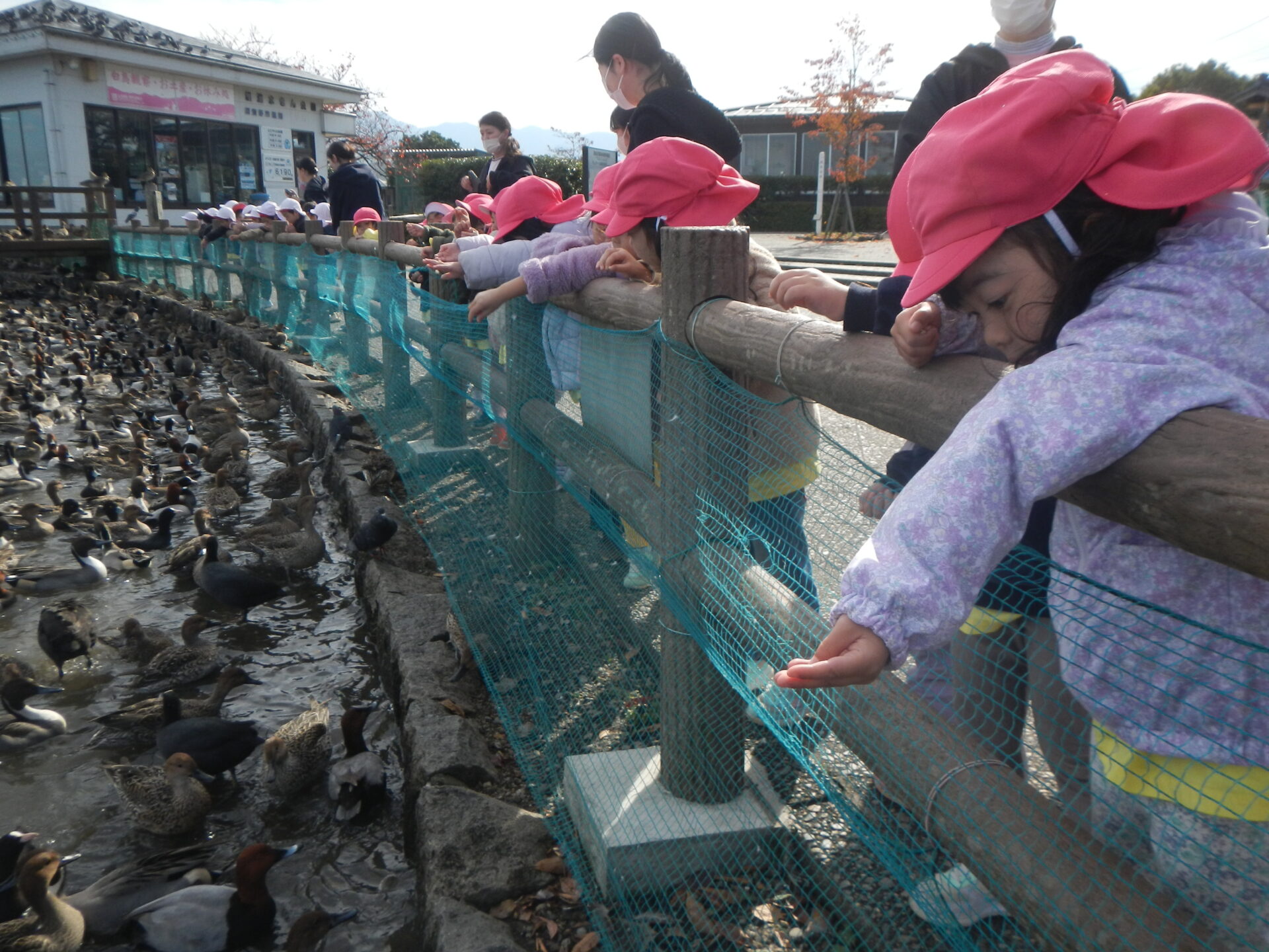 瓢湖に行ってきました！