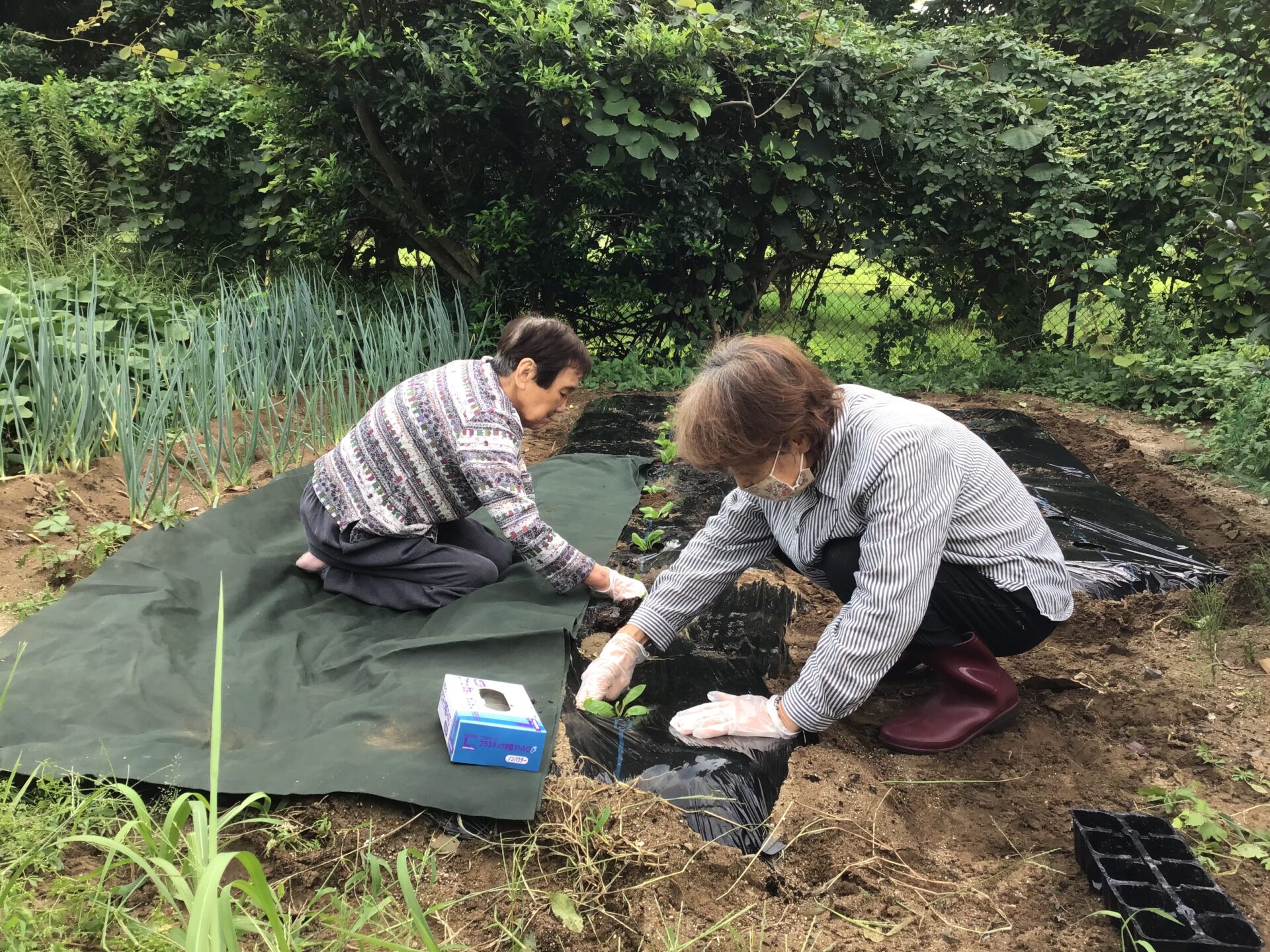冬野菜の苗を植えました。