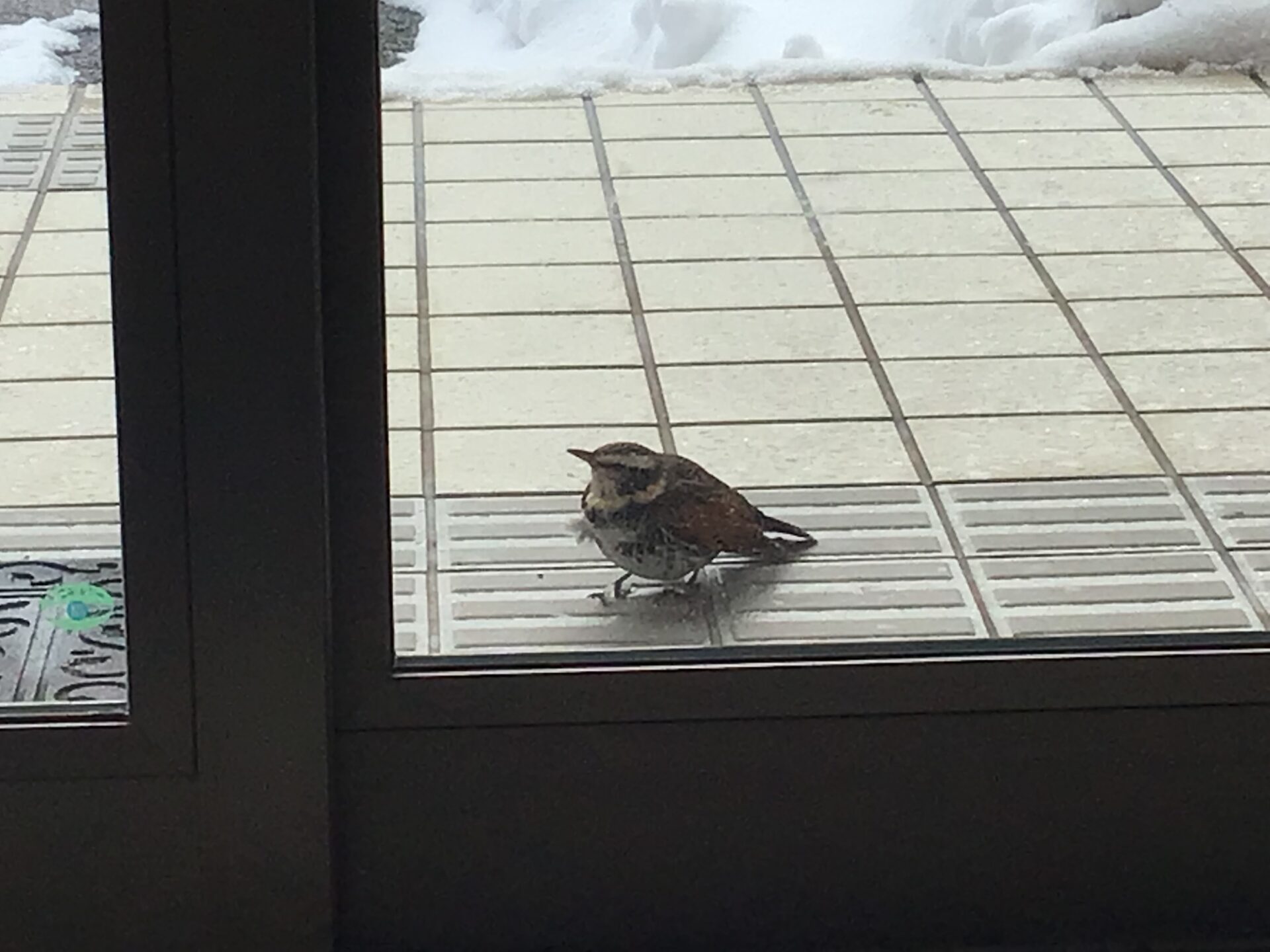 可愛いお客様？