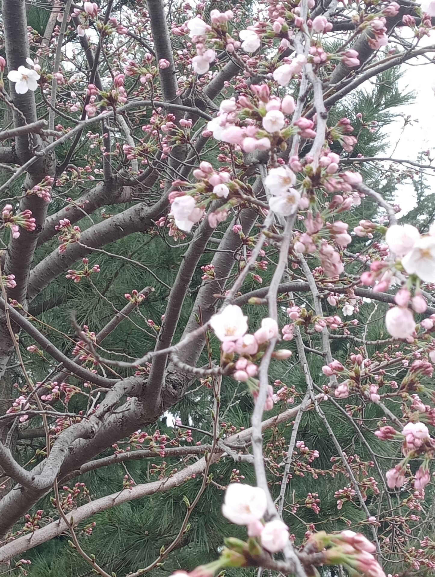 桜が咲いてきました🌸