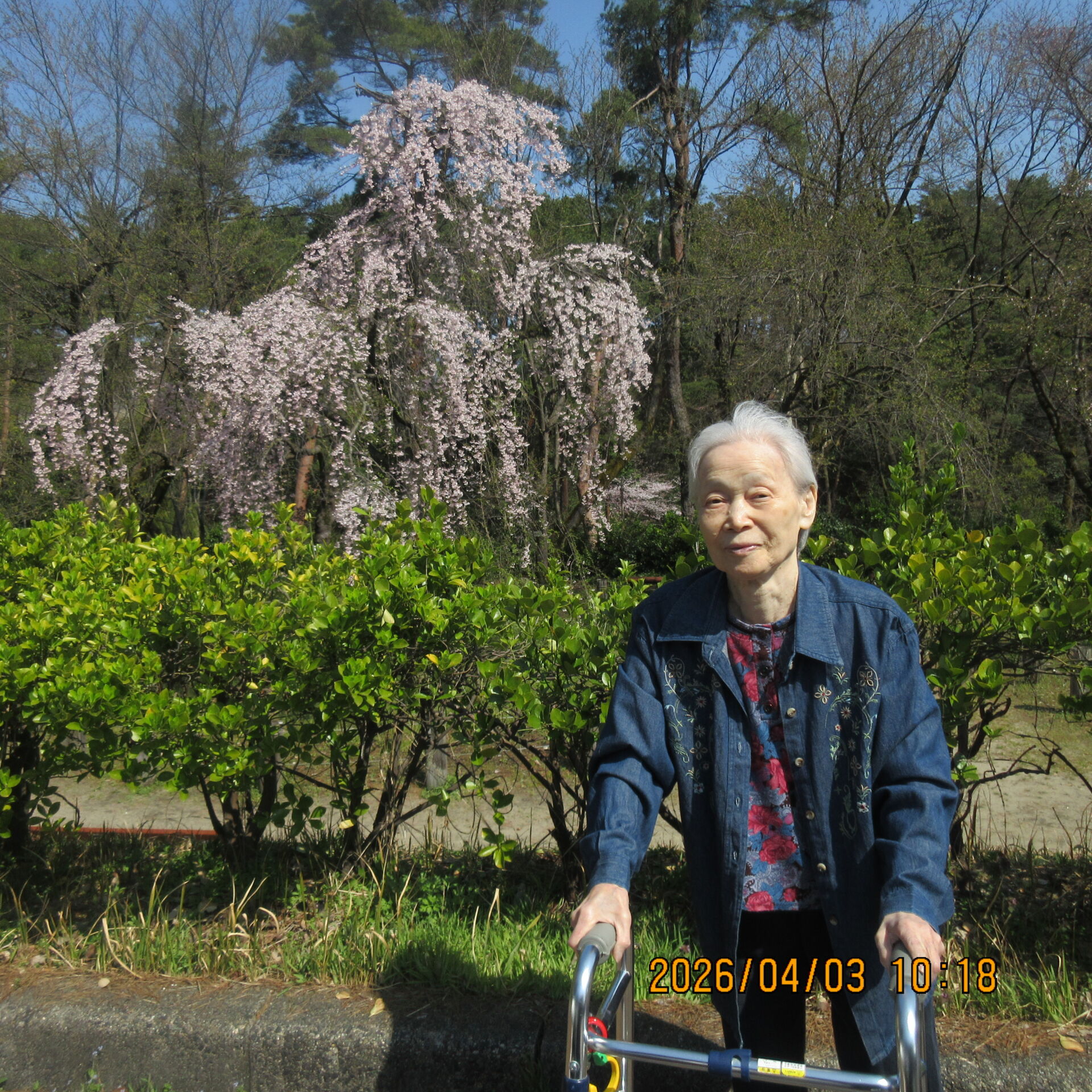 桜を見に行ってきました。