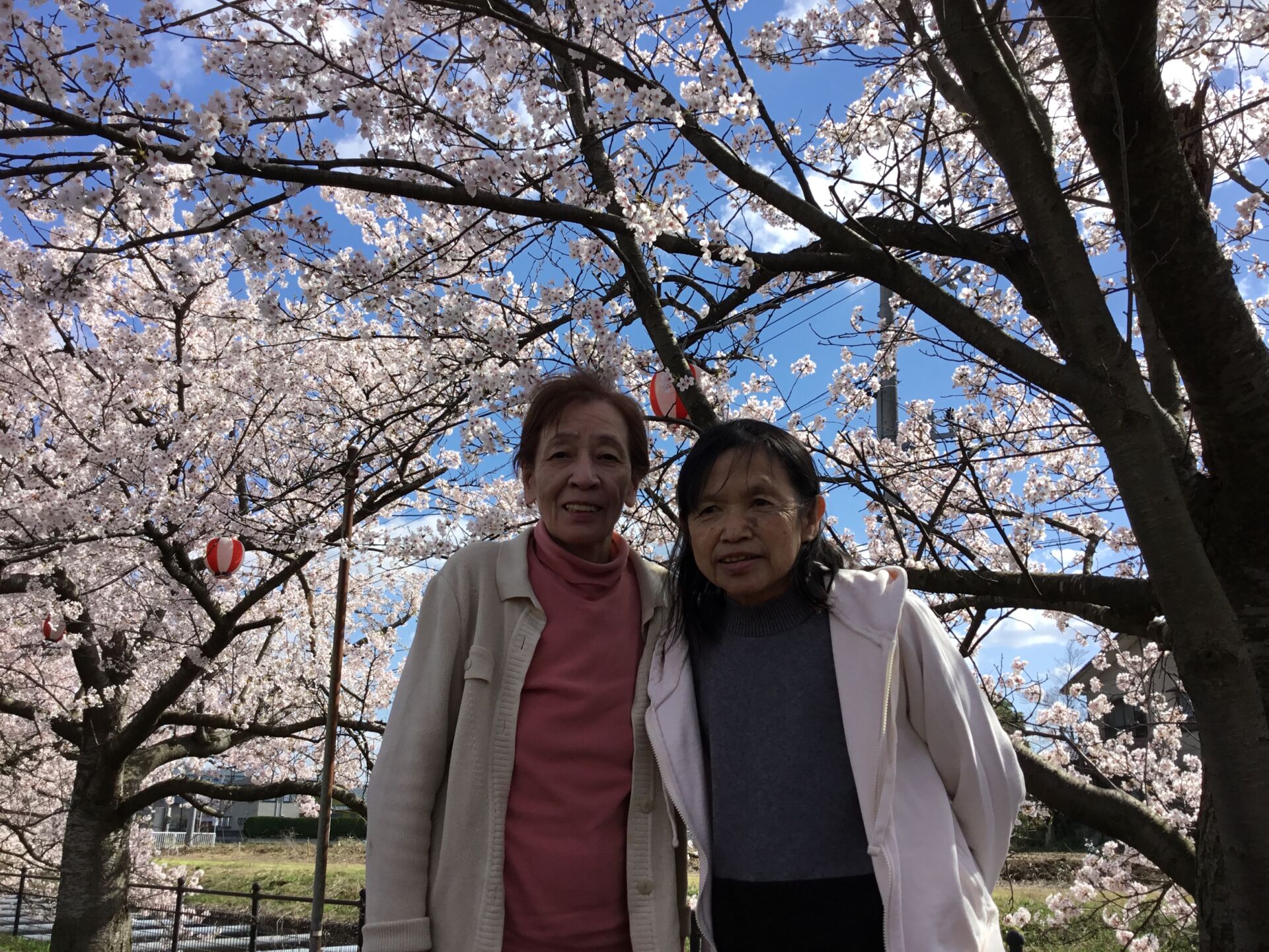 🌸　お花見に行ってきました　🌸