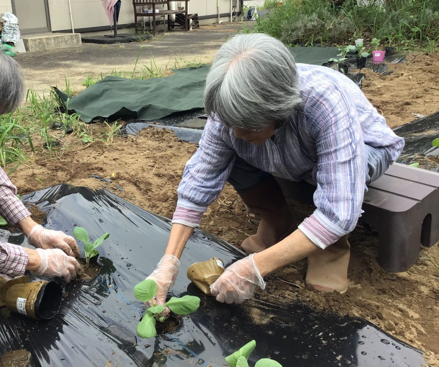冬の野菜を植えました。